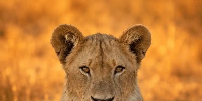 Lion — Kimgoni Tanzania