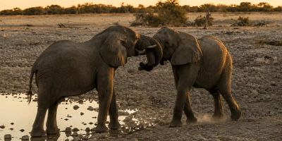 Elephants — Kimgoni Tanzania