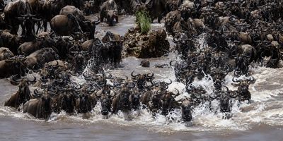 Great Migration — Kimgoni Tanzania