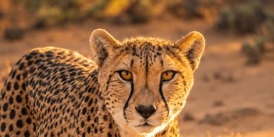 Cheetah — Kimgoni Tanzania
