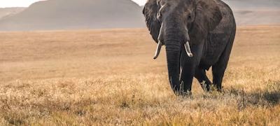 Cheetah — Kimgoni Tanzania Safaris