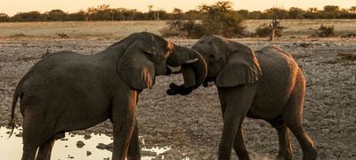 Elephants at sunset
