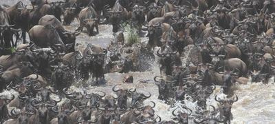 Wildebeest in Tanzania