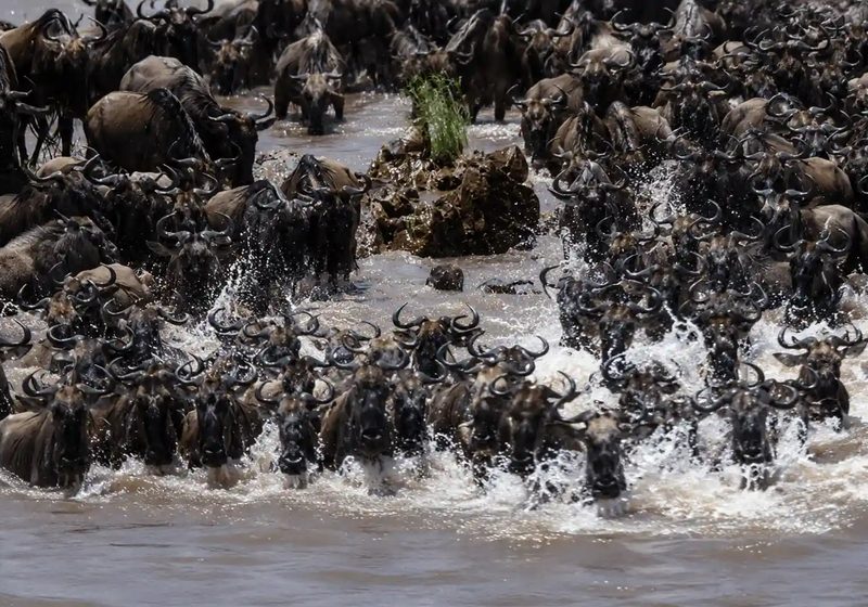 Wildebeest migration river crossing