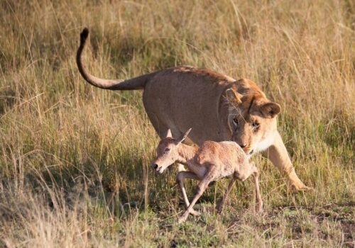 5 Days Wildebeest Migration Safari