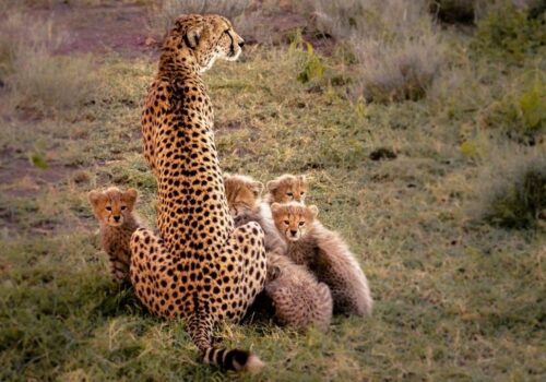5 Days Northern Circuit Camping Safari