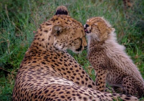 3 Days Lodge Safari