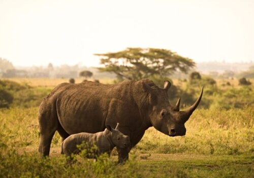 3-Days Masai Mara Luxury Safari