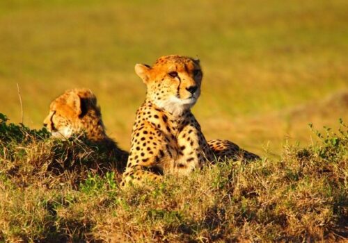 4 Days Masai Mara – Lake Nakuru Safari