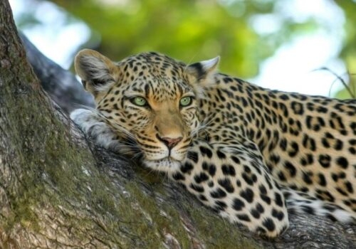 5 Days Luxury Accommodations Safari