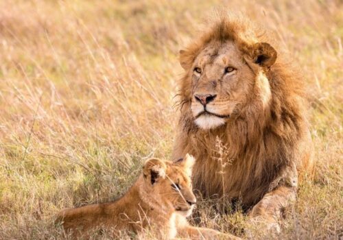 5 Days Standard Safari Package