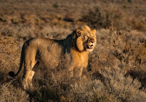 5 Days Lodge Safari