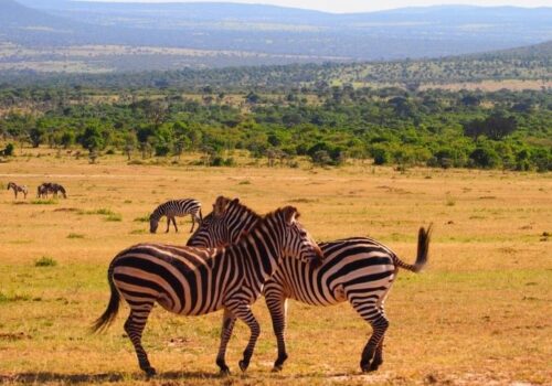 Nairobi National Park + Nairobi City Tour