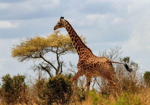 Nairobi City Tour & Excursion Package