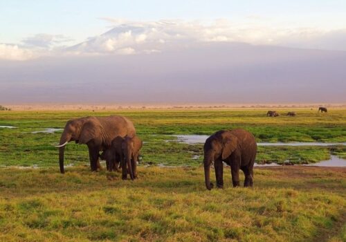 Lake Nakuru NP Day Trip – Wildlife & Bird Watching Safari