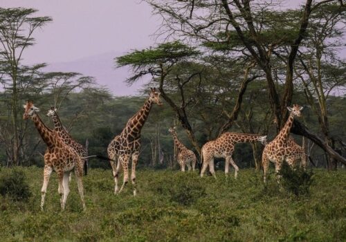 Nairobi City Guided Day Tour