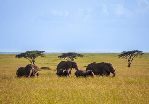 Nairobi National Park Half-Day Tour
