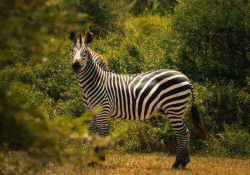 5 Days Camping Safari