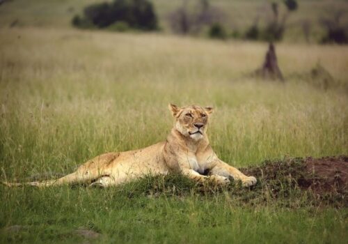 10 Days Big Five Africa Safari Adventure