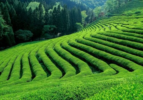 Kiambethu Tea Farm Day Tour