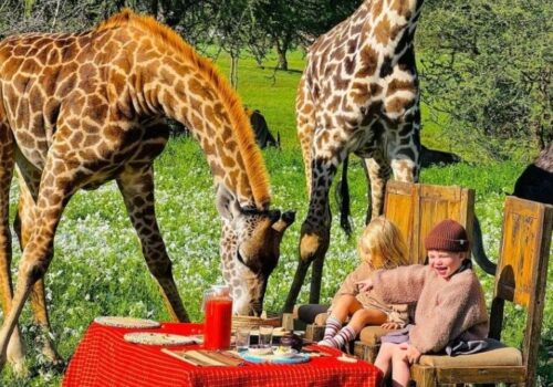 Serval Wildlife Sanctuary Day Trip