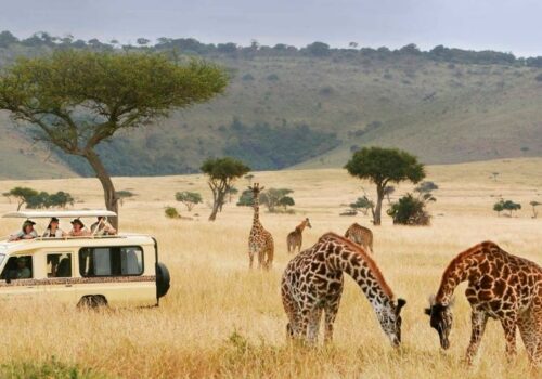 Hiking/Walking & Game Drive Safari