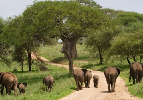 Tarangire National Park Day Trip