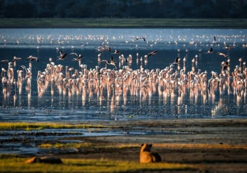 Amazing Lake Manyara National Park Day Trip