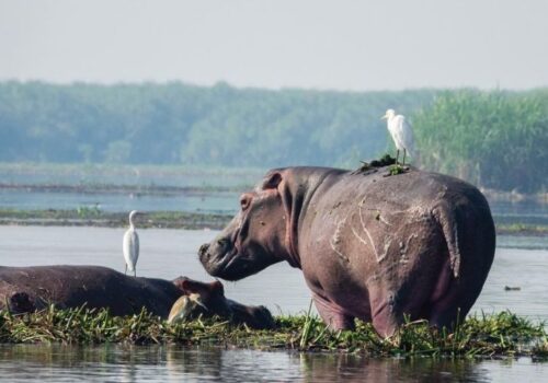 8 Days Lodge Safari