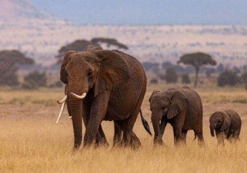 10 Days Camping Safari