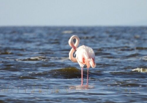 10 Days Standard Accommodation Safari