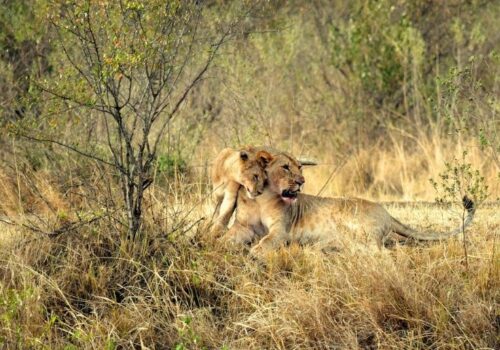 4 Days Samburu & Lake Nakuru Safari