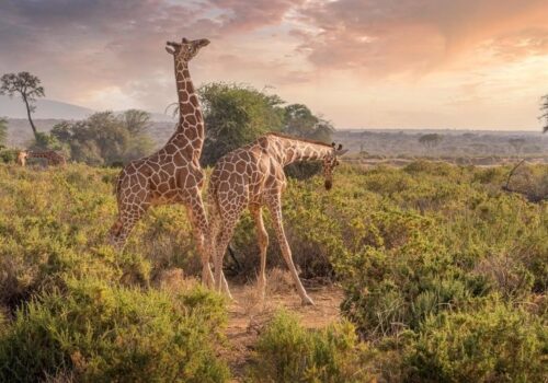 7 Days Big Five Safari Adventure