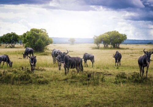 13 Days Mid-Range Lodge Safari