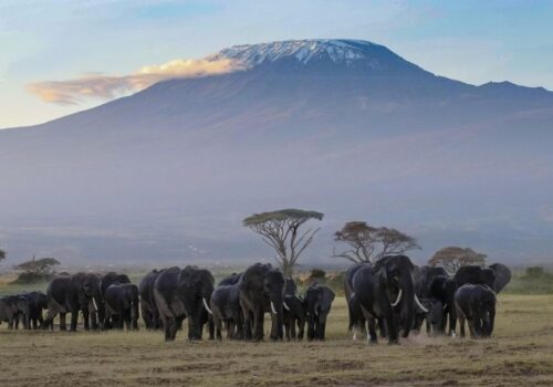 14 Days Best of Kenya & Tanzania Amazing Safari