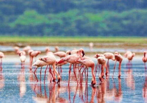 12 Days Bird Watching Safari