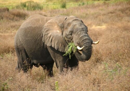 12 Days Lodge Safari